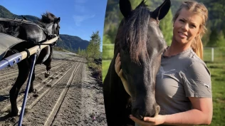 En god utdanning forbereder hesten på livet etter travkarrieren