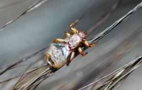 Nå herjer hjortelusflua i norske skoger