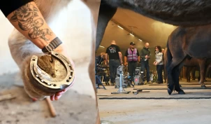 Et stort arbeid ligger bak NM for hovslagere: – Når flere fagfolk møtes, kan vi lære av hverandre