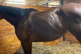 Rideskole legger ned: – En virksomhet vi har fått mange bekymringsmeldinger på, sier Mattilsynet