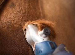 Slik kan du gjøre hesten trygg på klippemaskinen