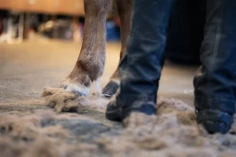 Tenk på hestens behov når du velger type klipp