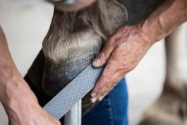 Hovslageren om DIY-skoing: – Handler ikke bare om å feste en sko på hoven