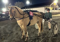 Fra skogen til travbanen for fjordhesten: – Hun elsket det