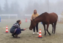 Vil gjøre belønningsbasert trening forståelig for flere