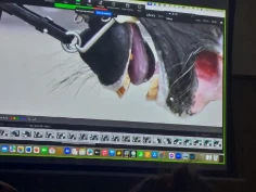 Blå tunger: – Dette kan bidra til å visualisere omfanget av problemet