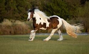 Fargegenetikk og fargegenetiske lidelser