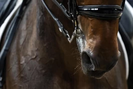 Ny studie: Hester som gaper kan ha skader i munnen