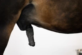 Intimhygiene hos hingster og vallaker: Slik vasker du hestens penis