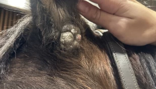 Ekvint sarkoid – den vanligste hudkrefttypen hos hest