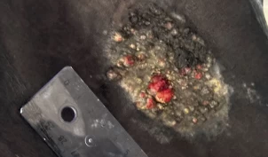 Ny anbefalt behandlingsmåte for fjerning av hudsvulster ved NMBU