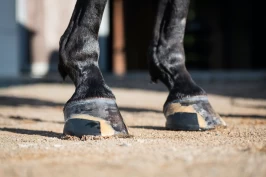 Limsko: – Bare starten på hva denne teknologien kan tilby