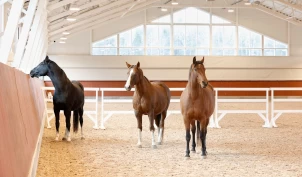 Hesten som terapeut: – Kan ikke bruke tvang