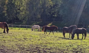 – Generelt bør rideskolene være fremoverlente og ha endringsvilje