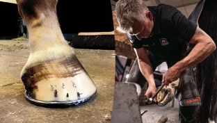 Ønsker kompetansekrav for å tilby hovpleie: – For få med tilstrekkelig kompetanse