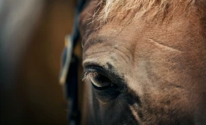 Gyldermyra Rideskole satser videre: – Vi tar mye lærdom ut av dette