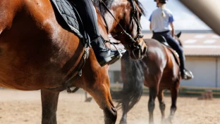 – Uforsvarlig bruk av bitt, pisk eller sporer kan være brudd på dyrevelferdsloven