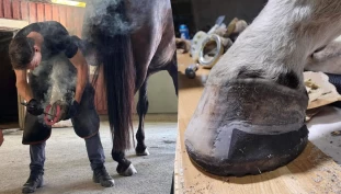 Norsk Hov om verdien av samarbeid på tvers av fagområder