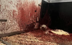 Hest avlivet grunnet ulykke på transport – hvem skal holdes ansvarlig?