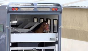 Forsikringsselskapene om skade på hest under næringsmessig transport