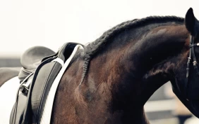 Holder fast ved beslutningen om å fjerne LD som dressurprogram