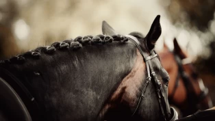 Vil du bli intervjuet om negative hendelser i hestesektoren?