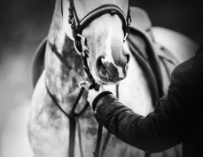 Mattilsynet: – Fra 2016 til 2021 har det vært omtrent årlig tilsyn