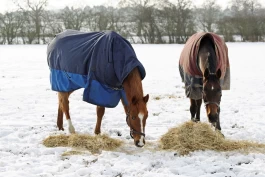 Fôring av hest i kaldt vær