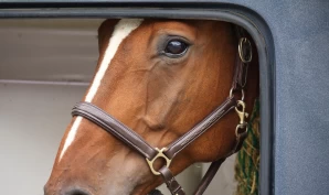 Trygg transport av hest: Hvordan vet man at transportøren er godkjent?