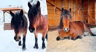 Driver utegangsstall på Vestlandet: – Fått et sterkere bånd til hestene