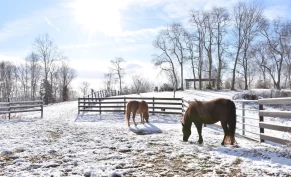 – Bør vurderes om det skal være knyttet krav til å eie hest i Norge