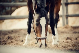 Optimal fôring av hester med PPID: Tips fra veterinær Idun Rosenfeld