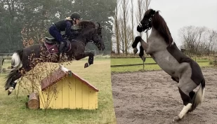 Islandshesten Faxi mestrer alt fra feltritt til frihetsdressur: – Håper jeg kan være et forbilde