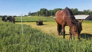 Det var en gang en forskningsstall: Historien om fistelhestene