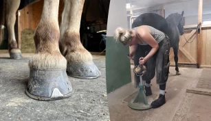 Hovslagerens tips: Slik forbereder du hesten for skoing