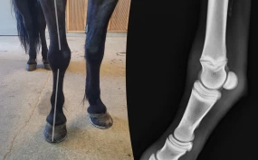 Del 1: Hvorfor går hesten din ulikt til høyre og venstre?