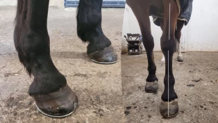 Del 2: Hvorfor går hesten din ulikt til høyre og venstre?