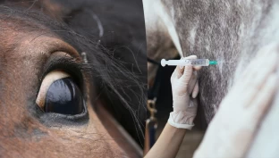 Anafylaktisk sjokk ved penicillinbehandling hos hest