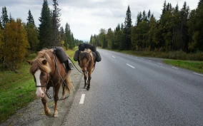 Målet var ikke å ri langt, men å finne ro: Stian red en helt spesiell tur på 60 mil