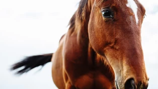Reklamasjoner ved hestekjøp – tips til både kjøper og selger