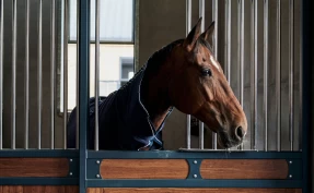 Astma hos hest: – Akkurat nå pågår det veldig interessant forskning