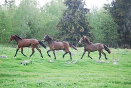 Skal undersøke hold, stress og atferd hos åringer i ulike beitesystemer