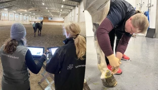 Unngå avslag på forsikringskrav: Råd fra veterinær og forsikringsselskaper