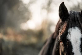 « Hvordan forholder vi oss til faglige vurderinger som ikke speiler virkeligheten?