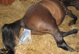 Forberedelser til følling: – Viktig å ta tiden