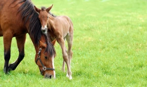 Skal forske på antibiotikaresistens hos hest i Norge