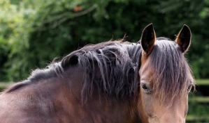 Overvekt hos hest – et stadig vanligere problem