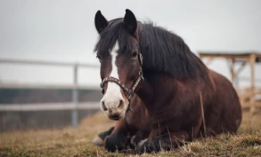 Veterinæren: Slik gir du seniorhesten et godt liv