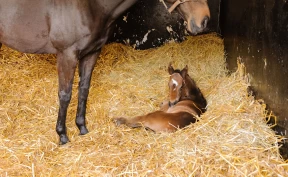 Veterinæren om føllsykdommer og føllets første levetid