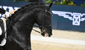 Forskere med klare anbefalinger for å bedre dressurhestens velferd